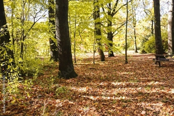 Fototapeta Golden Fall Foliage in Forest, Golden Fall Colors, Autumn Landscape, Colorful Leaves, Autumn Forest, Fall Scenery, Nature Photography