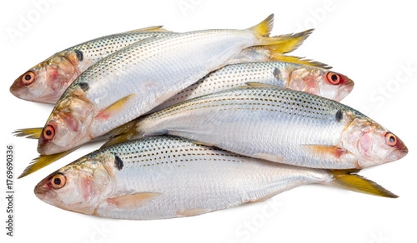 Fototapeta Konoshiro dotted gizzard shad, raw fish isolated on white background