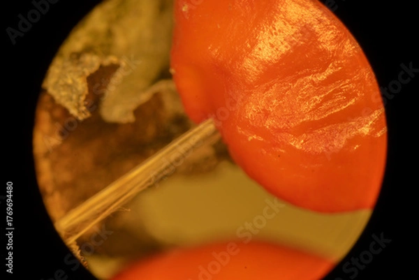 Obraz Magnolia Fruit up Close - Microscope