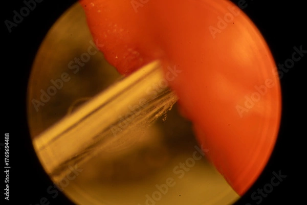 Obraz Magnolia Fruit up Close - Microscope