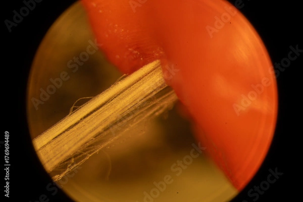 Obraz Magnolia Fruit up Close - Microscope