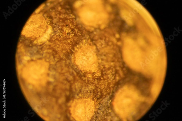 Obraz Magnolia Fruit up Close - Microscope
