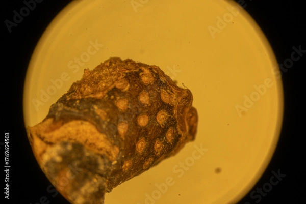 Obraz Magnolia Fruit up Close - Microscope
