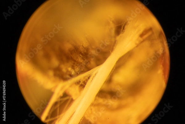 Obraz Magnolia Fruit up Close - Microscope