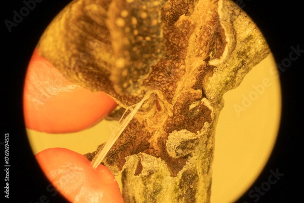 Obraz Magnolia Fruit up Close - Microscope