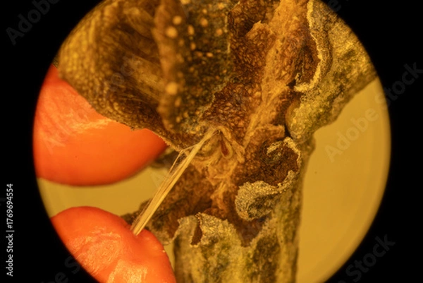 Obraz Magnolia Fruit up Close - Microscope