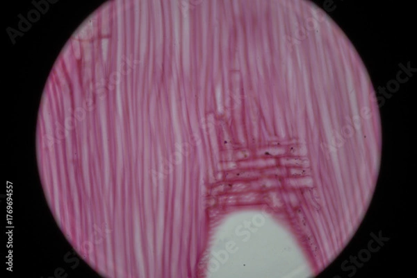 Obraz Microscopic Wood Fibers