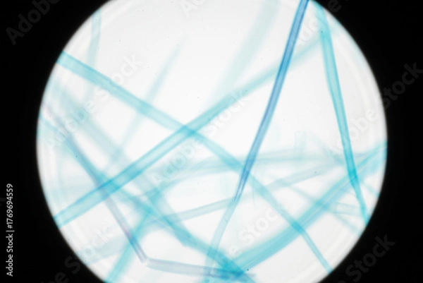 Obraz Microscopic Wood Fibers