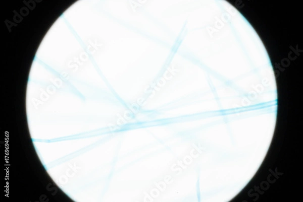 Obraz Microscopic Wood Fibers