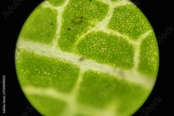 Obraz Microscopic Leaf Photo 