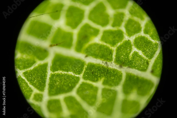 Obraz Microscopic Leaf Photo 