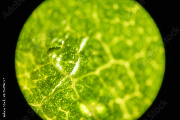 Obraz Microscopic Leaf Photo 