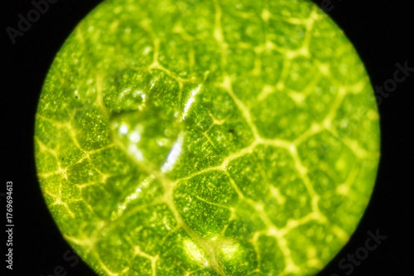 Obraz Microscopic Leaf Photo 