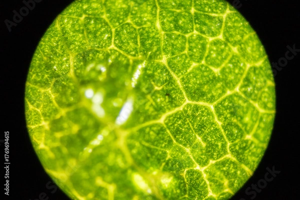 Obraz Microscopic Leaf Photo 