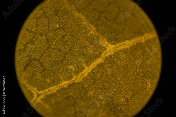 Obraz Microscopic Leaf Photo 