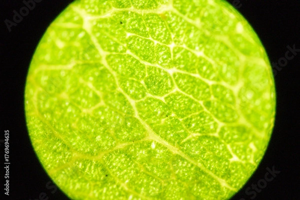 Obraz Microscopic Leaf Photo 