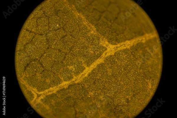 Obraz Microscopic Leaf Photo 