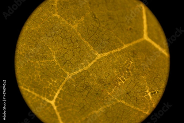 Obraz Microscopic Leaf Photo 