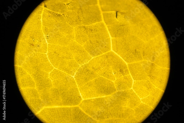 Obraz Microscopic Leaf Photo 