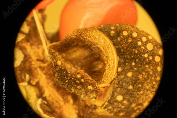 Obraz Magnolia Fruit up Close - Microscope