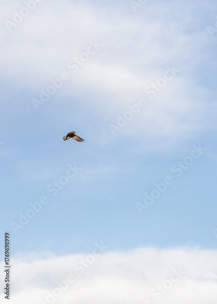 Fototapeta A wild common kestrel flying in the blue sky. This animal is a bird of prey, a hunter in wildlife