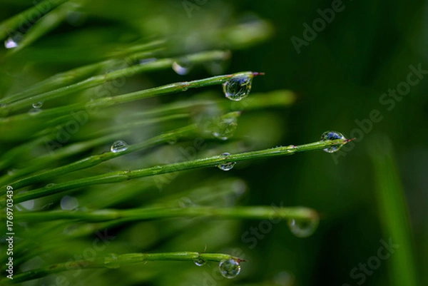 Fototapeta Dew drops on thin green stems
Tiny drops of dew on thin green stems create a sense of gentle balance in nature.
