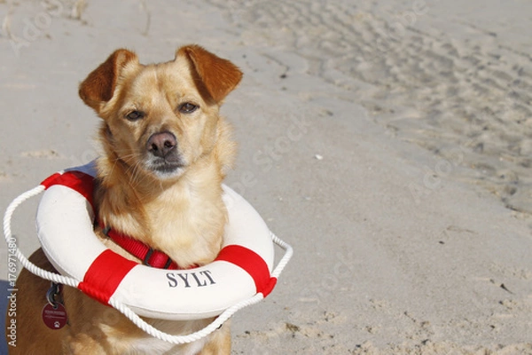 Obraz kleiner Hund mit Rettungsring
