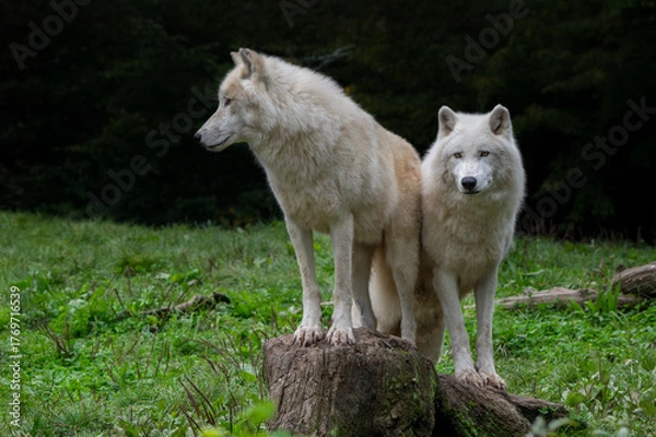 Obraz Two Arctic wolves / white wolves (Canis lupus arctos), wolf species native to the High Arctic tundra of Canada