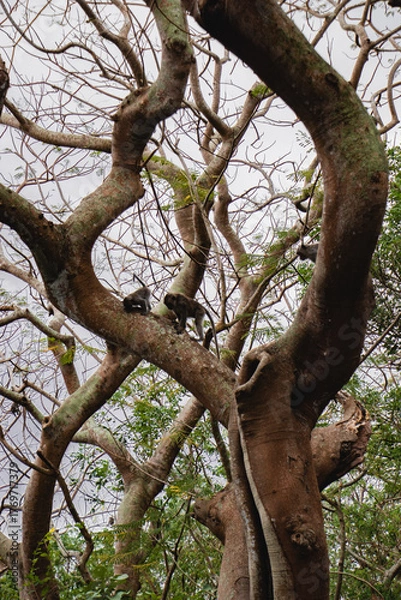 Obraz monkeys in Uluwatu temple