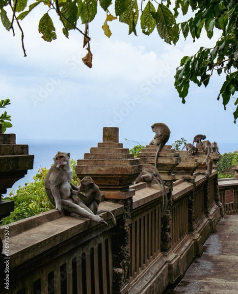 Obraz monkeys in Uluwatu temple