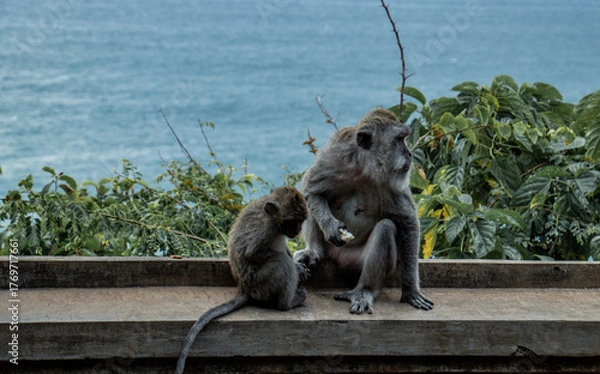 Obraz monkeys in Uluwatu temple