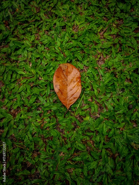 Fototapeta Single brown leaf on vibrant green grass, symbolizing change, seasons, tranquility. Suitable for nature, environment, autumnthemed creative projects.