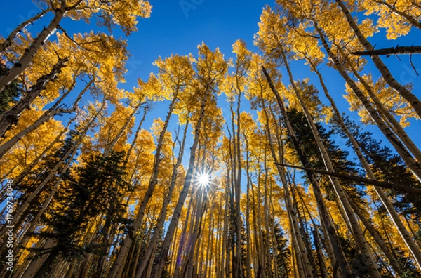 Fototapeta Aspen Stand With Sunstar In Flagstaff AZ Fall Time