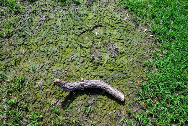 Fototapeta Stick in the Mud with Footprints