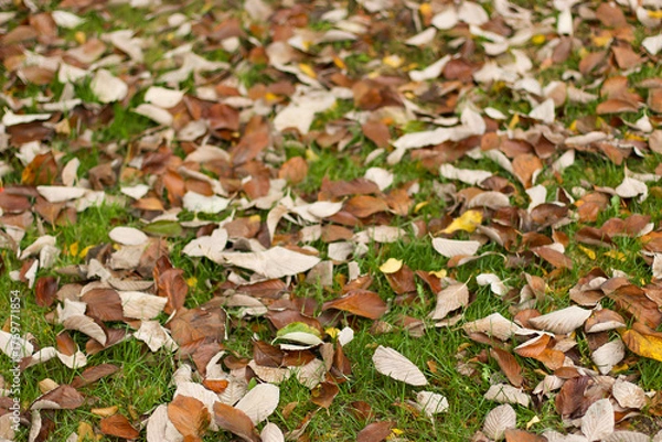 Fototapeta Walking through the middy forest paths around Hertford through the leaves and branches as the colder months of the year wrap themselves around the world