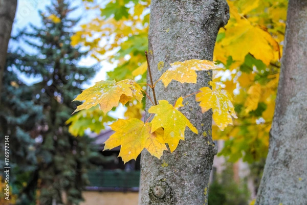 Fototapeta Bright yellow autumn maple leaves on branch with green background in Warsaw city park during fall season. High quality photograph.