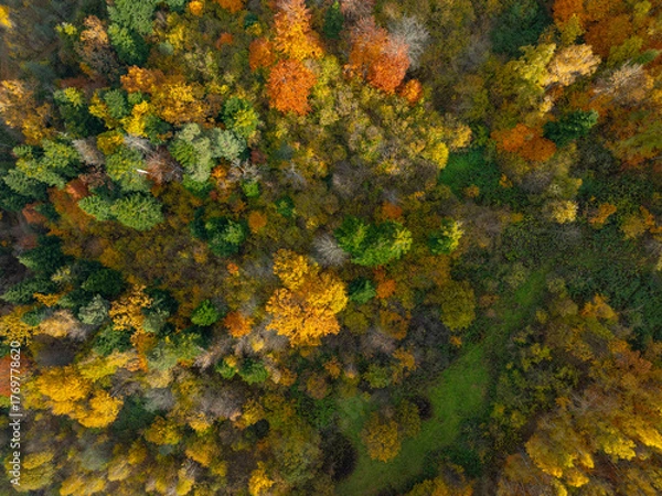 Fototapeta Autumn Forest Tapestry: Top-Down Aerial View of Colorful Canopy