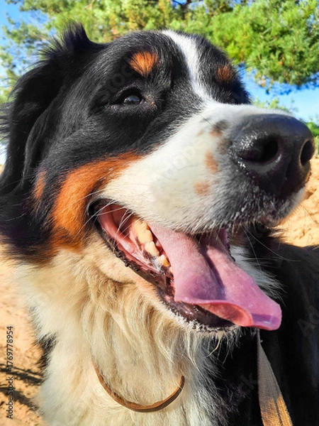 Fototapeta Adorable pet enjoying outdoors with bright eyes portrait of a happy dog with tongue out on a sunny day.