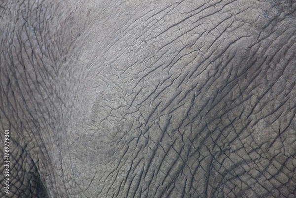 Obraz elephant skin texture