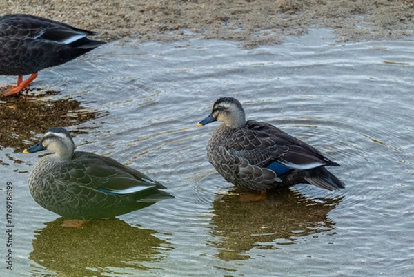 Obraz 물 위의 새