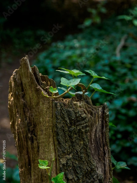 Obraz ivy on an old tree stump