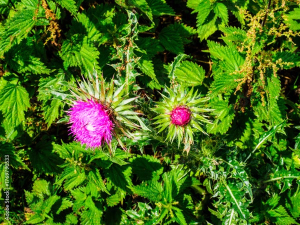 Obraz pink and green flower