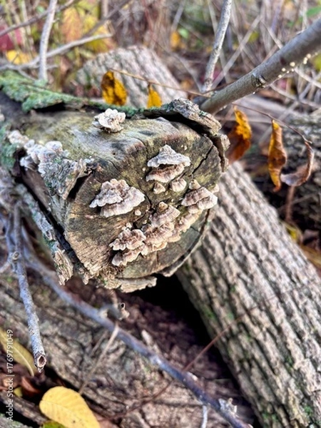 Fototapeta tree stump with turkey tail mushrooms 