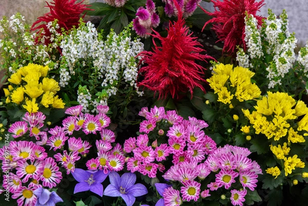 Obraz カラフルな花々