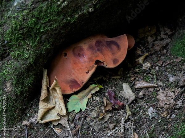 Obraz mushrooms in the forest