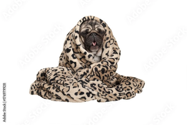 Obraz cute pug puppy dog sitting down, rolled up in fuzzy blanket, coughing, having a cold, isolated on white background