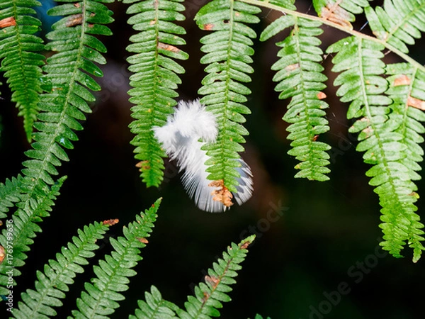 Obraz young fern leaf and feather