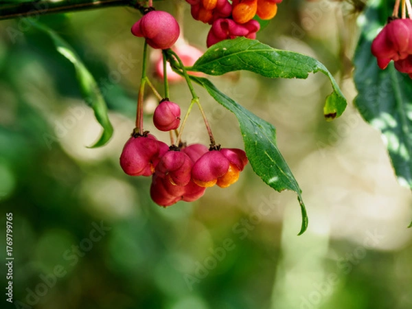 Obraz red berries on a tree
