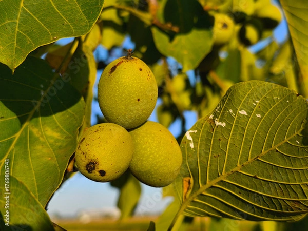 Obraz Three walnut pods on the walnut tree