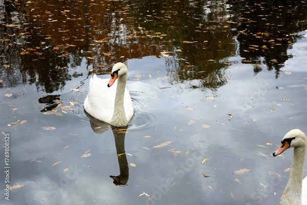 Fototapeta Elegant white swan gracefully floats on a serene lake in autumn, golden leaves scattered on the water's surface, reflecting sky and surrounding trees, creating a picturesque, peaceful scene.